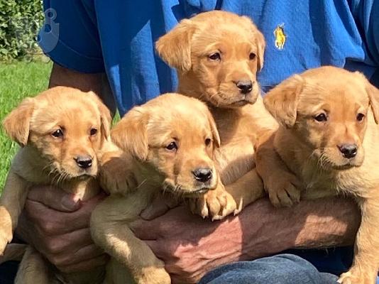 Εδώ έχουμε 5 όμορφα κουτάβια Labrador retriever. Αυτά τα